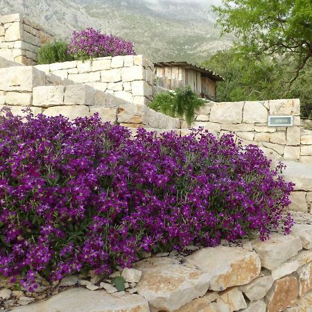 Villa Kuca Za Odmor Viola Živogošće Exterior foto